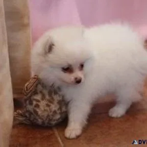 Pomeranian Puppy Male and Female Pure Breed