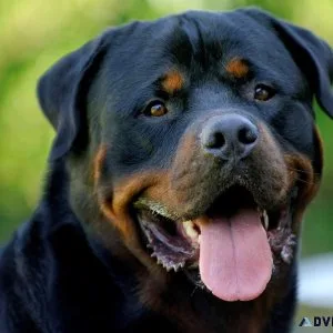 Don t banish your dog for something they can t control  