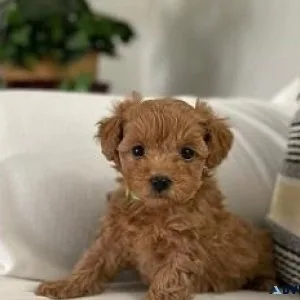 We have Teacup Red Poodle and Male toy poodles