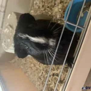 Bonded pair of male Guinea pigs