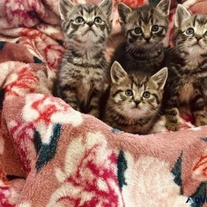 Maine coon x kittens for sale