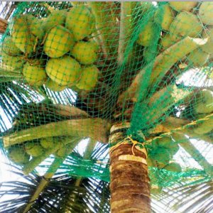 Coconut tree safety net service provider