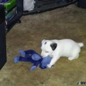 Beautiful Jack Russell puppies for your home