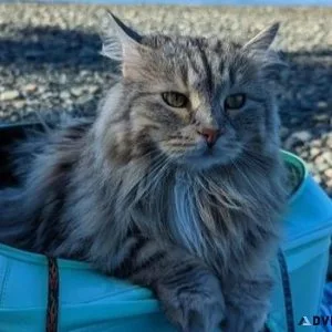 The Ultimate Cat Backpack for Travel and Adventure