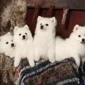 Sweet Japanese Spitz Puppies For Sale