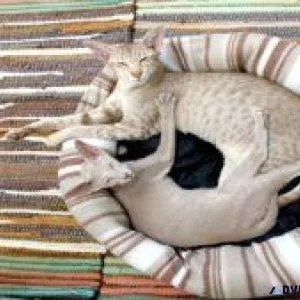 Find the best bed in India for your cat