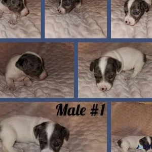 CKC Jack Russell Male