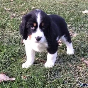 Home Raised English Springer Spaniel puppies