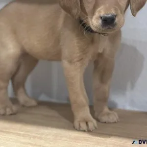 AKC Labrador Retriever Puppy