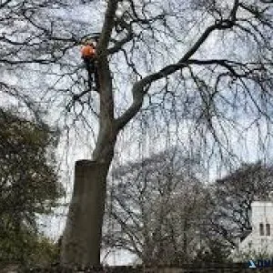 Contact for Best Stump Grinding Services in Aberdeen