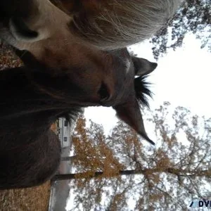 2 mules for sale