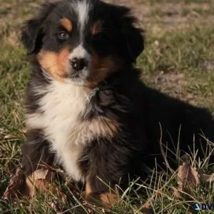 Bernese Moutain Dog Puppies