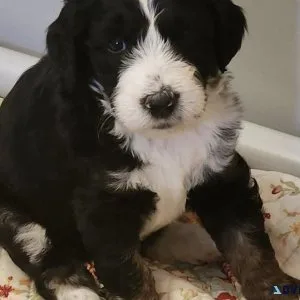Bernedoodle Puppies