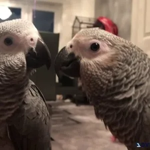 Bonded Pair African Grey Parrots.