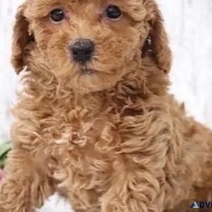 Small Maltipoo Puppies For Sale