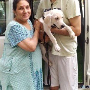 Domestic Pet Transportation service in India