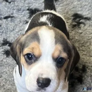 AKC Beagle Puppies - Lemon-N-Whites and Tri-Colors