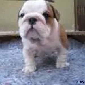 English Bulldog Puppies for Adoption