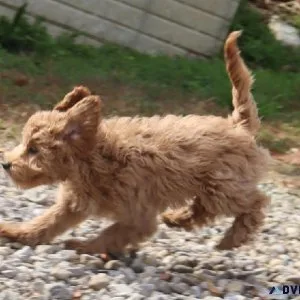 Mollie Female Mini Goldendoodle