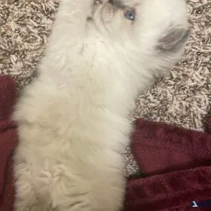 Siamese Siberian kittens