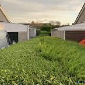 Visit SG Tree Services for Professional Hedge Trimming Services
