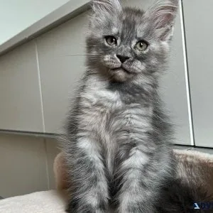 Silver maine coon kittens for sale