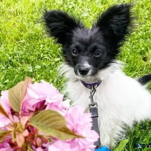 Lovely Papillon Pups Ready To Go