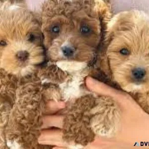 Beautiful cavapoo puppies