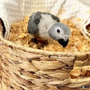 6-7 Weeks old African Grey Babies Available