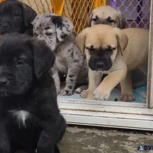 English mastiff Cane corsoGreat Dane puppies