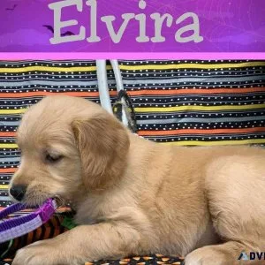 Cuddly AKC Golden Retriever