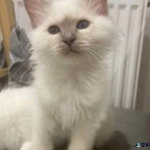 GCCF Registered lilac Birman kitten For Sale