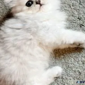 Rehoming Persian Kitten
