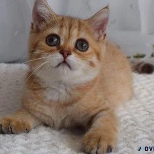 Sweet kitten available for rehoming