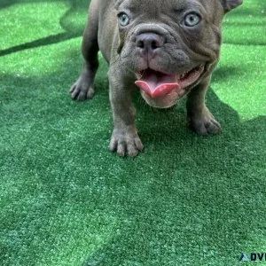 Akc registered French bulldog male pup