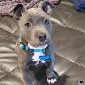 American Pit Bull Terriers Puppies