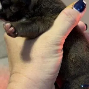 English Bulldog 2 Females LEFT