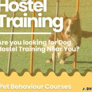 Dog Training School Bangalore