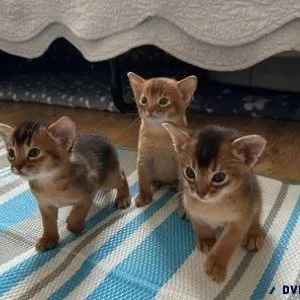 Beautiful Abyssinian Kittens