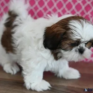 Male and female Shih Tzu Puppies ready