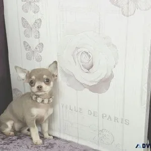 Smooth Coat Chihuahua Puppies