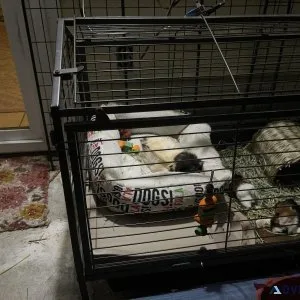 Baby Guinea pigs