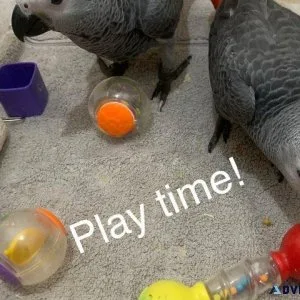 African Gray Parrots