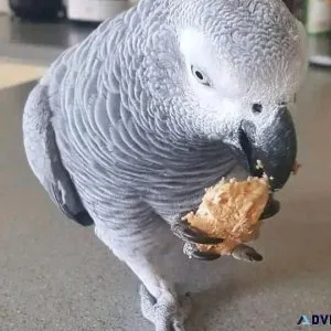 Hand Reared Friendly African Grey Parrots for sale