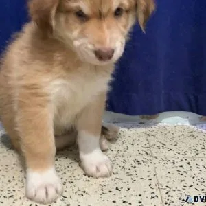 10 Adorable HUSKY MIX PUPPIES Available Now