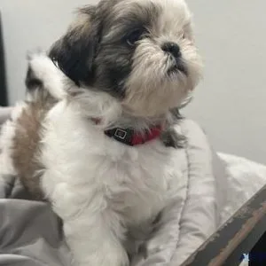Shihtzu Puppies