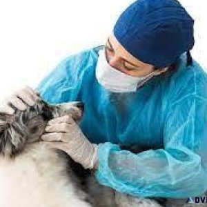 Your Trusted Veterinary Doctor in Sector 137 Noida