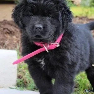 Absolute Newfoundland Puppies