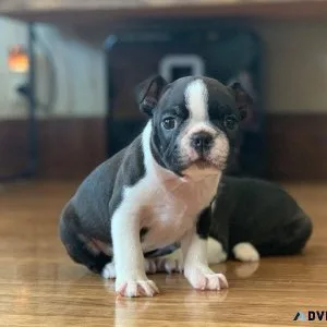 Chunky Boston terrier puppies for adoption