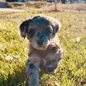 F1b Goldendoodles Golden Doodles